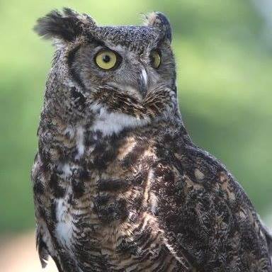 An owl with brown and white feathers and yellow eyes looks to the right.